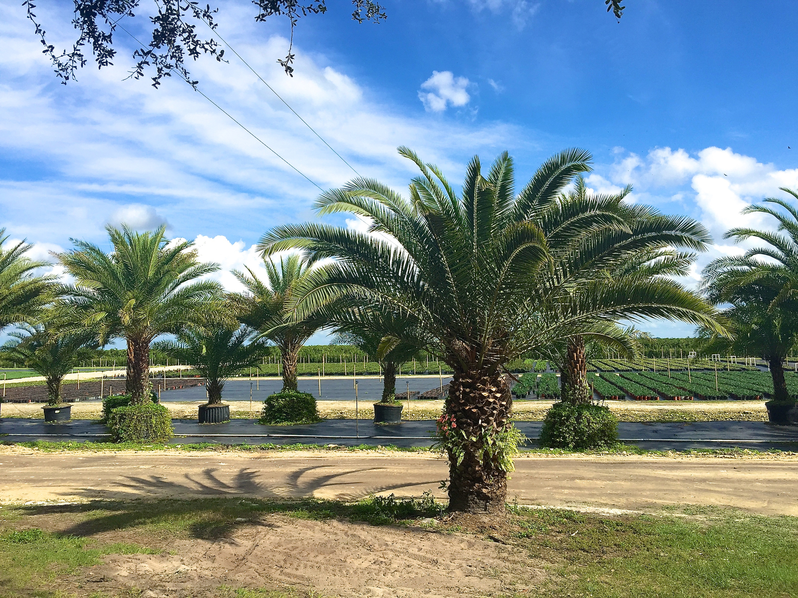 Florida Plants