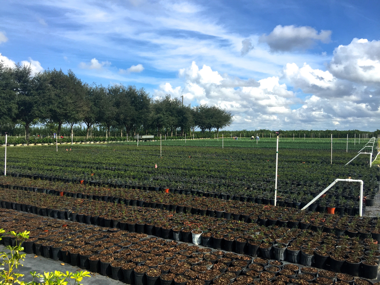 Nursery Sebring FL